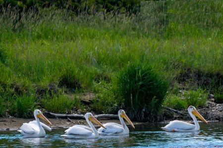 Birdwatching Trips from Mangalore by Tempo Traveller - Tempo Traveller Mangalore